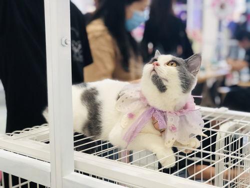 娱乐吃瓜酱宠物收养,揭秘宠物界的温馨故事